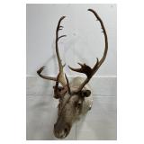 Woodland Caribou Taxidermy Mount