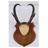 Large Set of Montana Antelope Horns