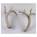 Large Pair of Montana Mule Deer Shed Horns