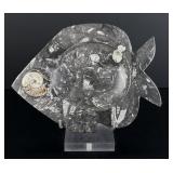 Moroccan Fossil Ammonite Orthoceras Plate