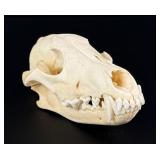 Taxidermy Wolf Skull
