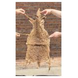 Tanned Taxidermy Australian Wallaby Hide