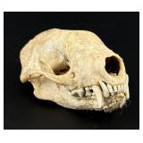 Montana Taxidermy Mink Skull