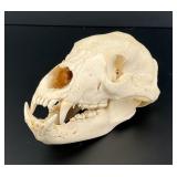 Taxidermy Montana Black Bear Skull