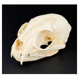 Montana Taxidermy Bobcat Skull