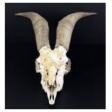 Taxidermy Domestic Goat Ram Skull