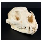 Taxidermy Montana Mountain Lion Skull