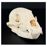 Taxidermy Montana Black Bear Skull