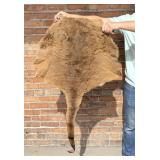 Tanned Taxidermy Australian Kangaroo Hide