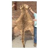 Tanned Taxidermy Australian Kangaroo Hide