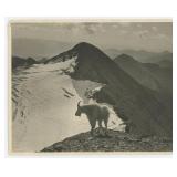 Mountain Goat Glacier Park Montana Photo