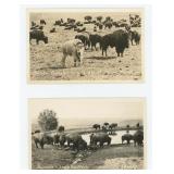 White Buffalo Moise Montana Range RPPC Postcards