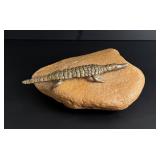 African Bronze Crocodile Statue