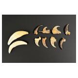 Collection of Bear Mountain Lion Claws and Teeth