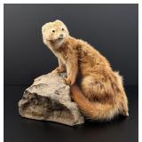 Montana Mink Full Body Taxidermy Mount