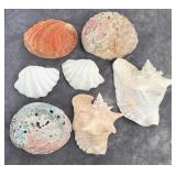 Collection of Seashells