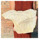 Green River Bird Tracks Fossil Footprints