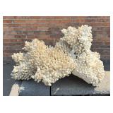 White Cauliflower Coral