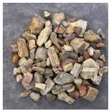 Collection of Jewelry Grade Petrified Wood