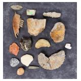 Collection of Fossils