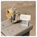Busycon rucksorum Fossil Whelk Florida