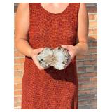 Blue Forest Wyoming Petrified Wood Specimen