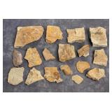 Green River Formation Fossil Leaves