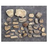 Montana Fossilized Petrified Wood Specimens