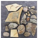 Collection of Fossils