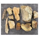Collection of Fossils