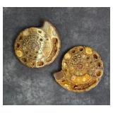Sliced Agatized Ammonite Fossil