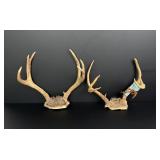 California Taxidermy Blacktail Deer Horns