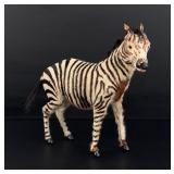 Horsehair Covered Zebra