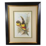 John Gould Chestnut-eared Aracari Lithograph