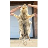 Montana Taxidermy Coyote Pelt Hide