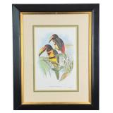 John Gould Collared Aracari Lithograph