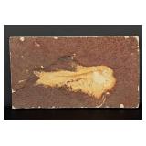 Knightia eocaena Green River Formation Fish Fossil