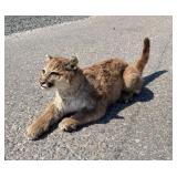 Montana Mountain Lion Taxidermy Mount