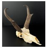 Montana Pronghorn Antelope Skull Taxidermy