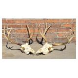 Pair of Montana European Mount Taxidermy Mule Deer