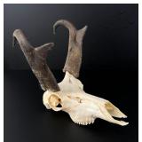 Montana Pronghorn Antelope Skull Taxidermy