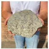 Fossil Fish Sea Creature Hash Death Plate