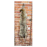 Montana Taxidermy Coyote Pelt Hide