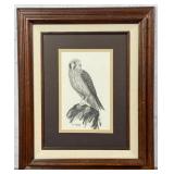 David Bjurstrom Sparrow Hawk Drawing