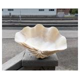 Tridacna Gigas Giant Clam Shell