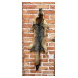 Taxidermy Grey Fox Fur Pelt