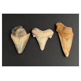 Megalodon Fossil Shark Teeth