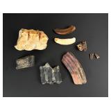 Ancient South Carolina Coast Fossil Horse Teeth
