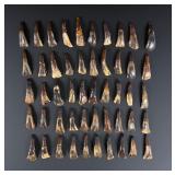 Lot of 50 Fossilized Buffalo Teeth