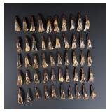 Lot of 50 Fossilized Buffalo Teeth